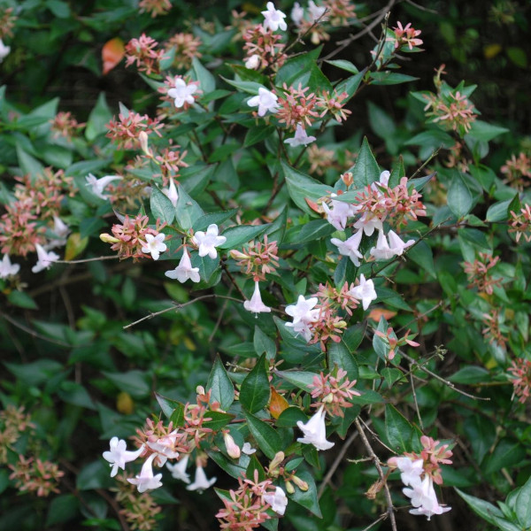 Abelia | Abelya Güzellik Çalısı