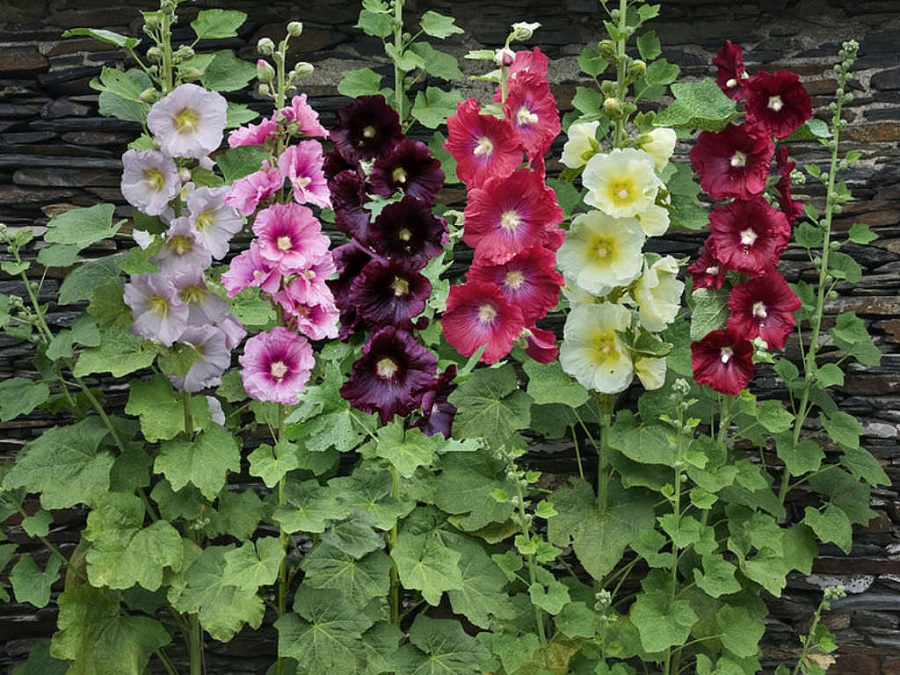 alcea-rosea-hollyhock Alcea | Gül Hatmi