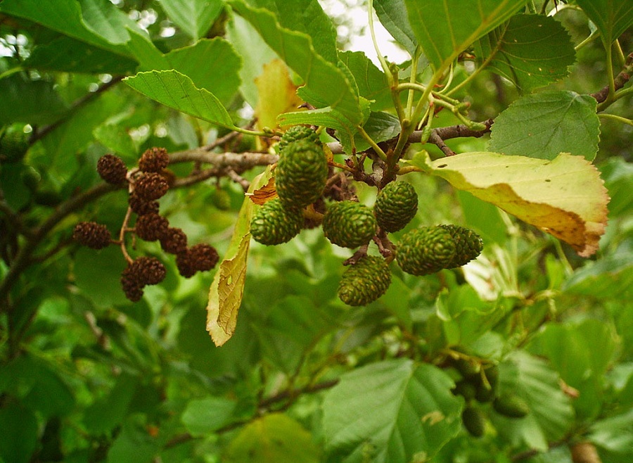 Alnus | Kızılağaç