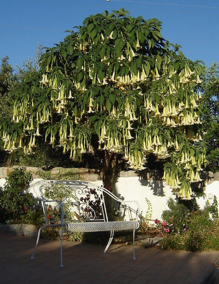Brugmansia Melek Borusu