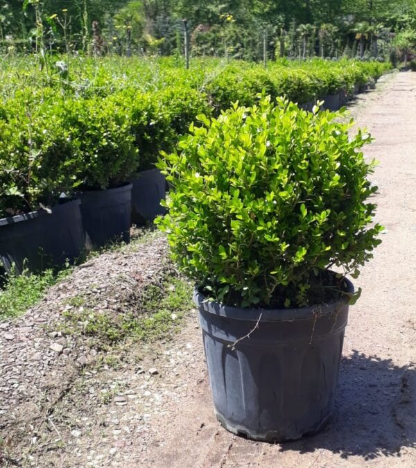 Buxus | Şimşir