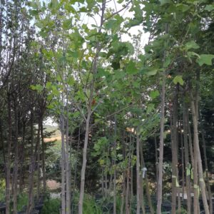 Liriodendron | Lale Ağacı