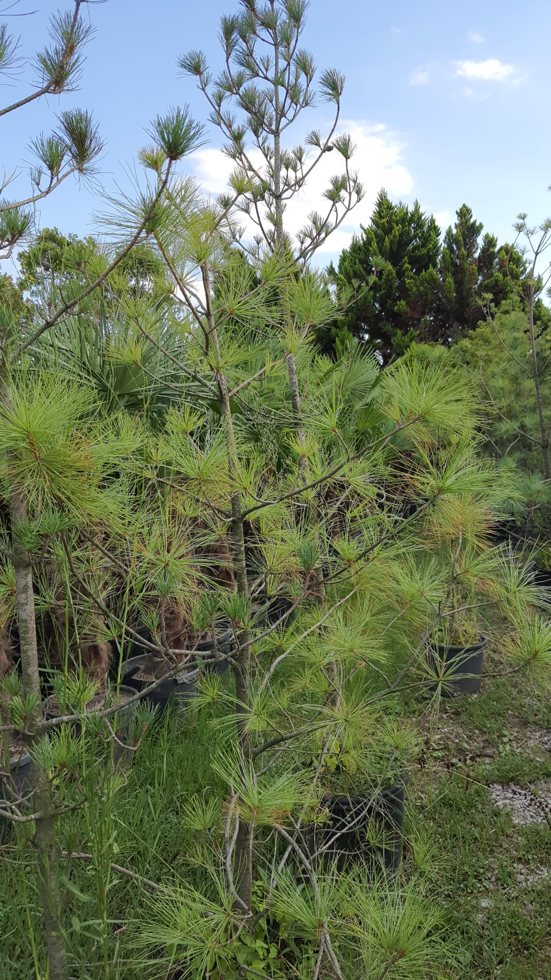 pinus-wallichiana-aglayan-cam-agaci-150-180cm-9453 Pinus | Çam