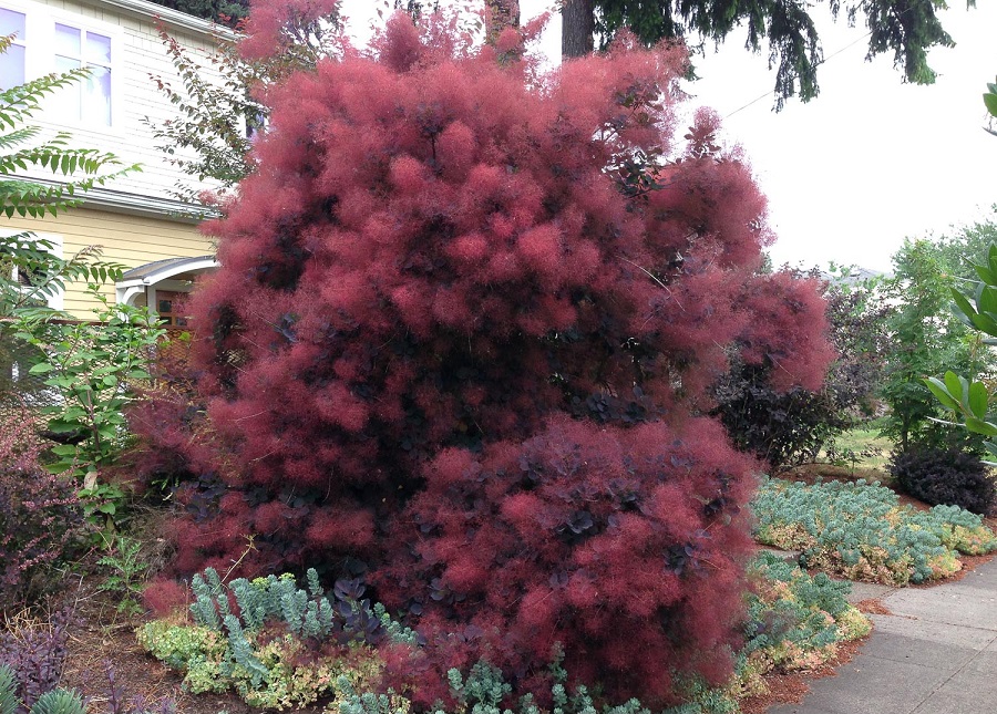 Cotinus Royal Purple