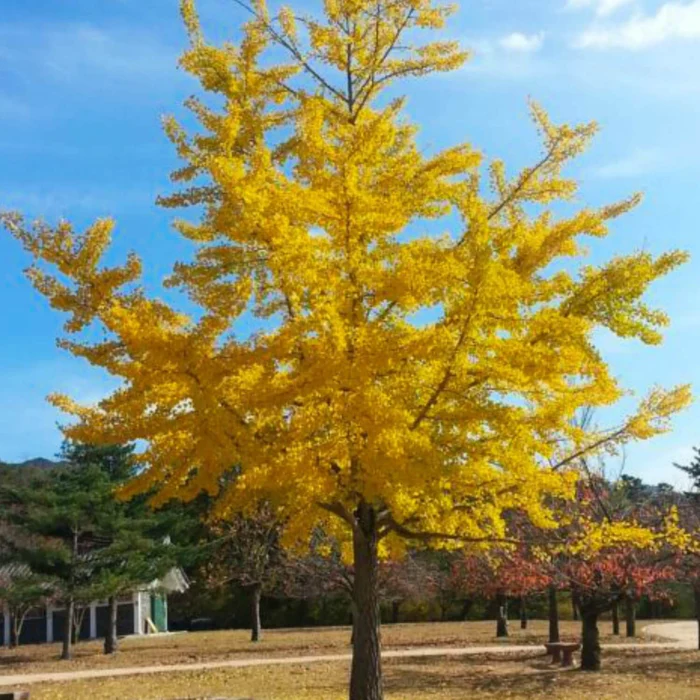 Ginkgo Ginkgo | Mabet Ağacı