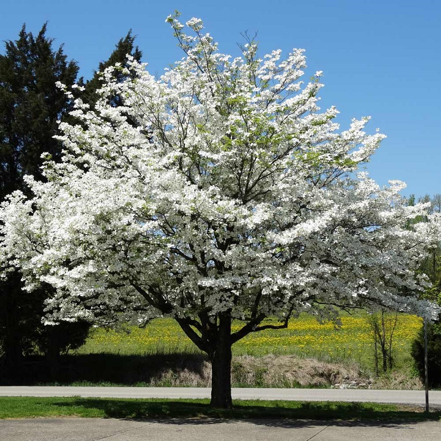 cornus cornus