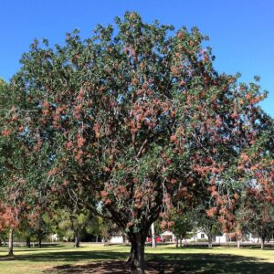 Pistacia | Sakız Ağacı